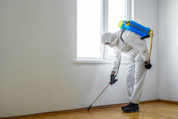 Wasp Removal Services in Brooks, KY