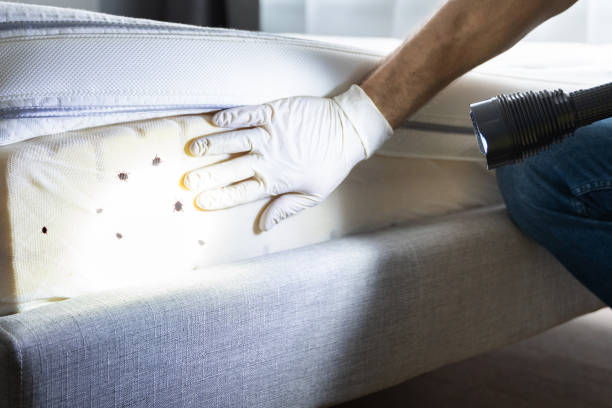 Best Emergency Pest Control  in Brooks, KY