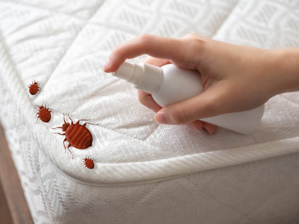 Best Bed Bug Extermination  in Brooks, KY